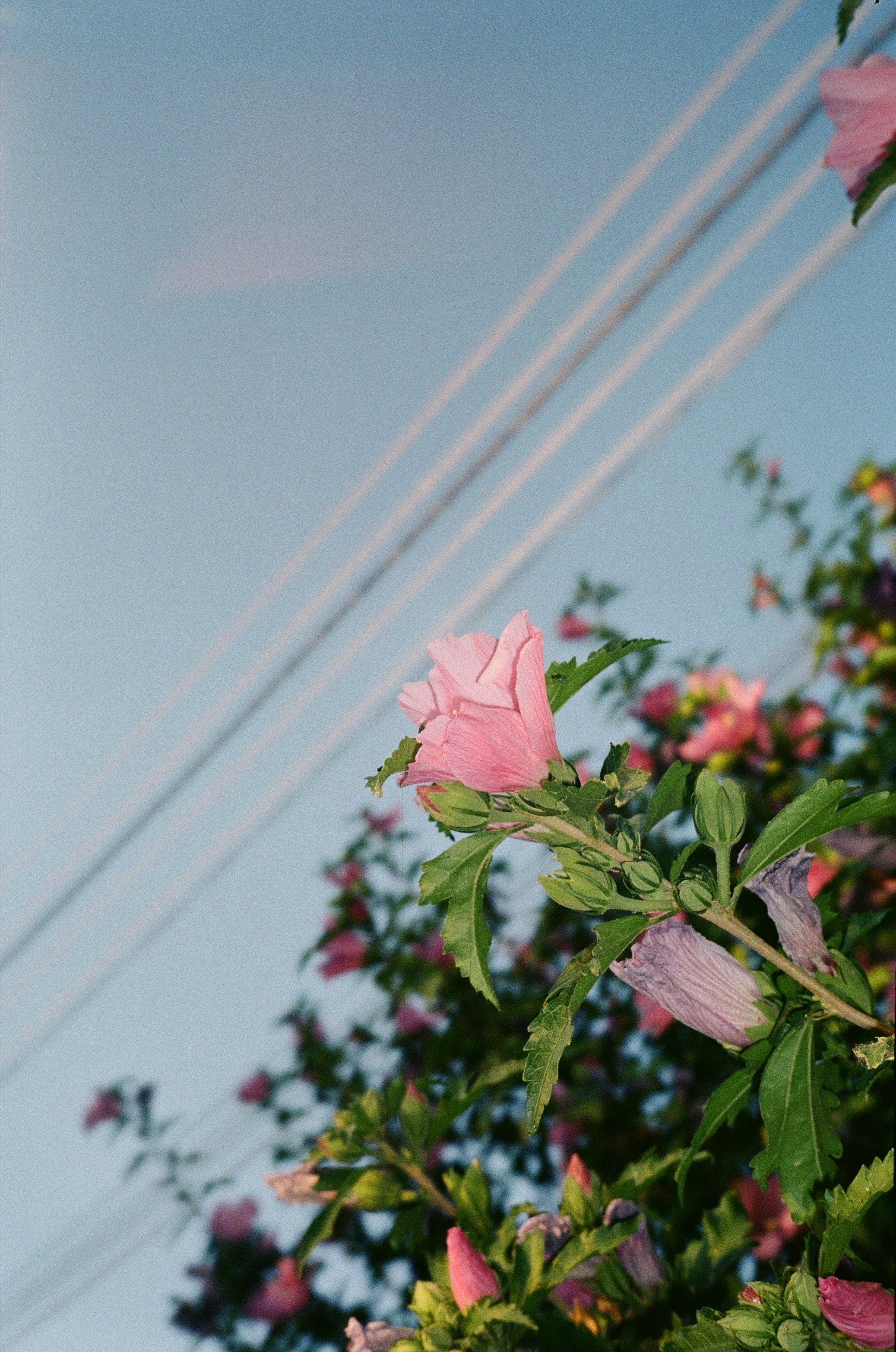 a rainbow over a bush