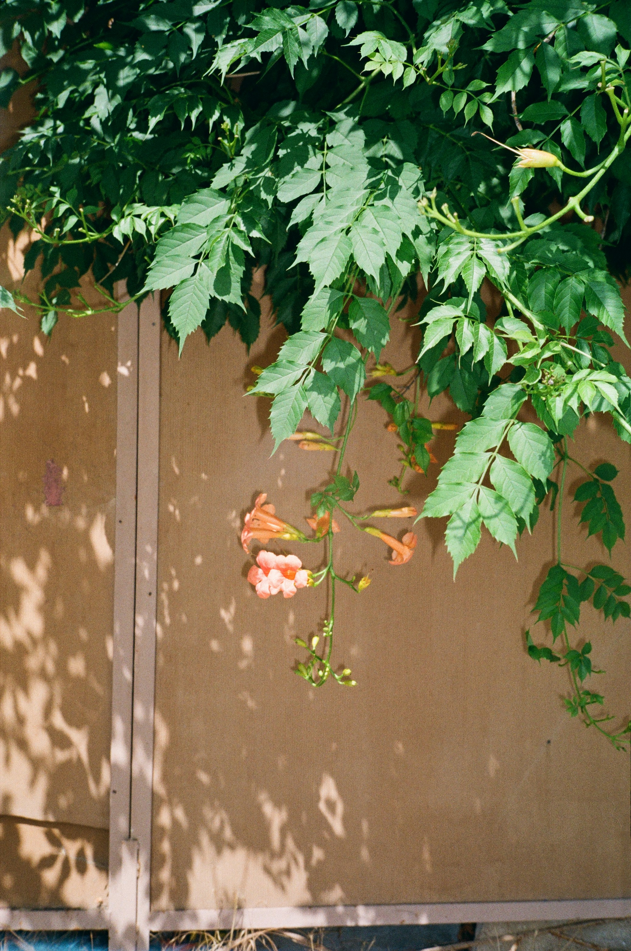 a tree with leaves
