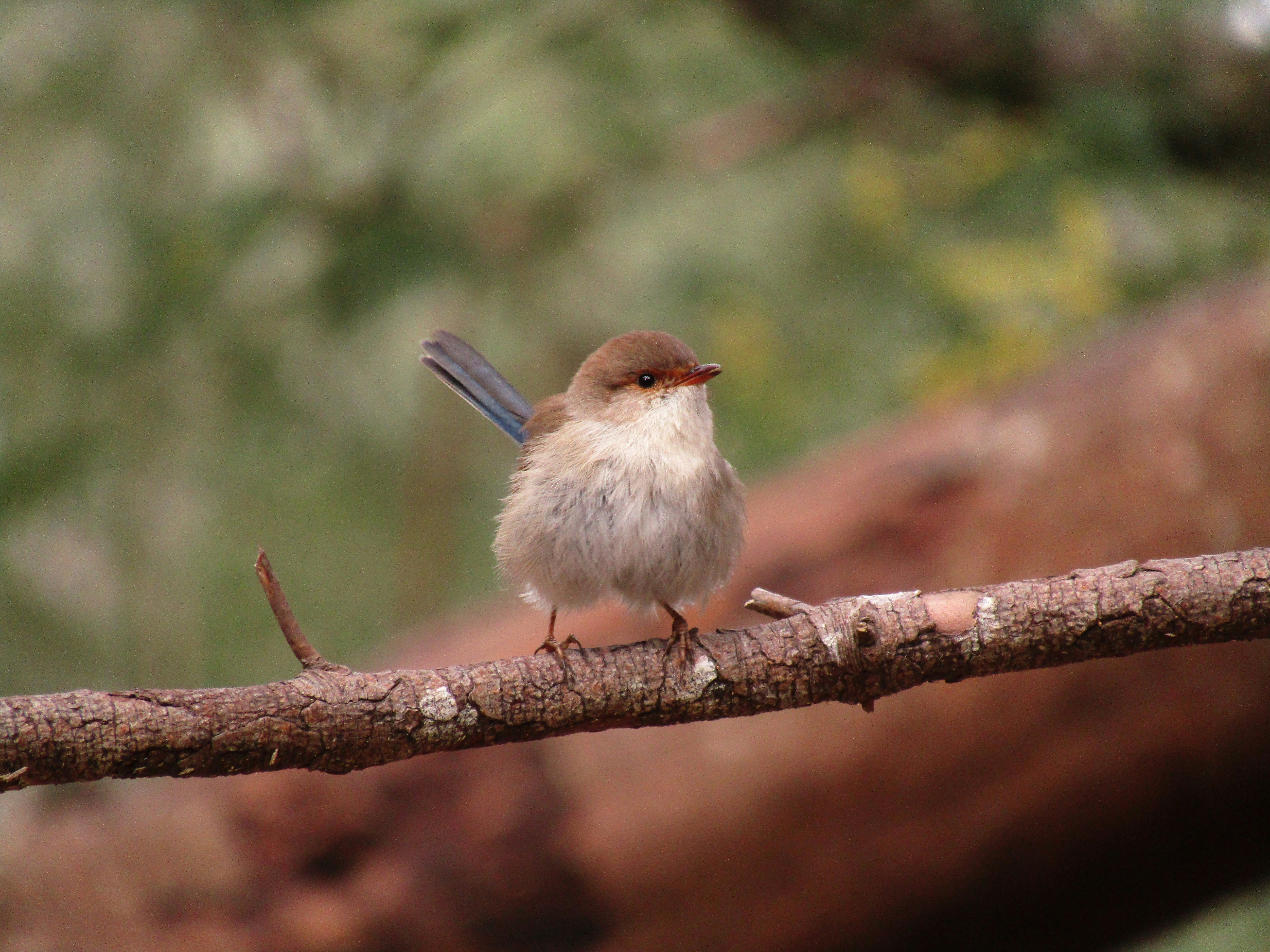 fairy wren