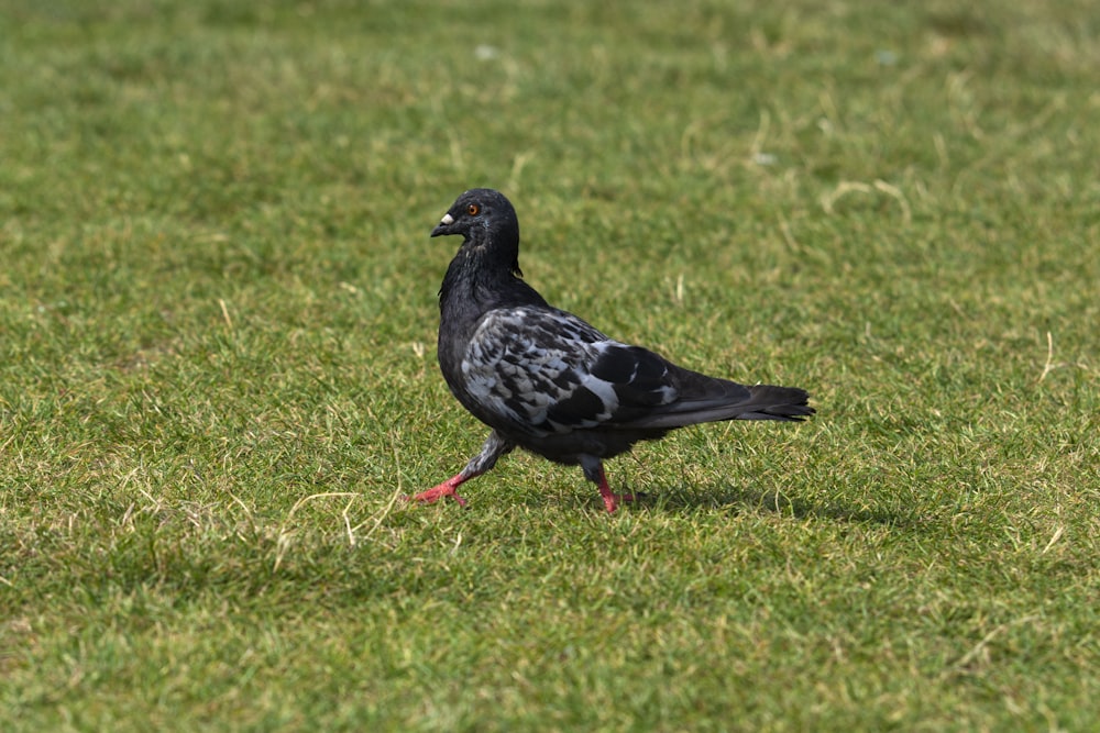 a bird standing on grass