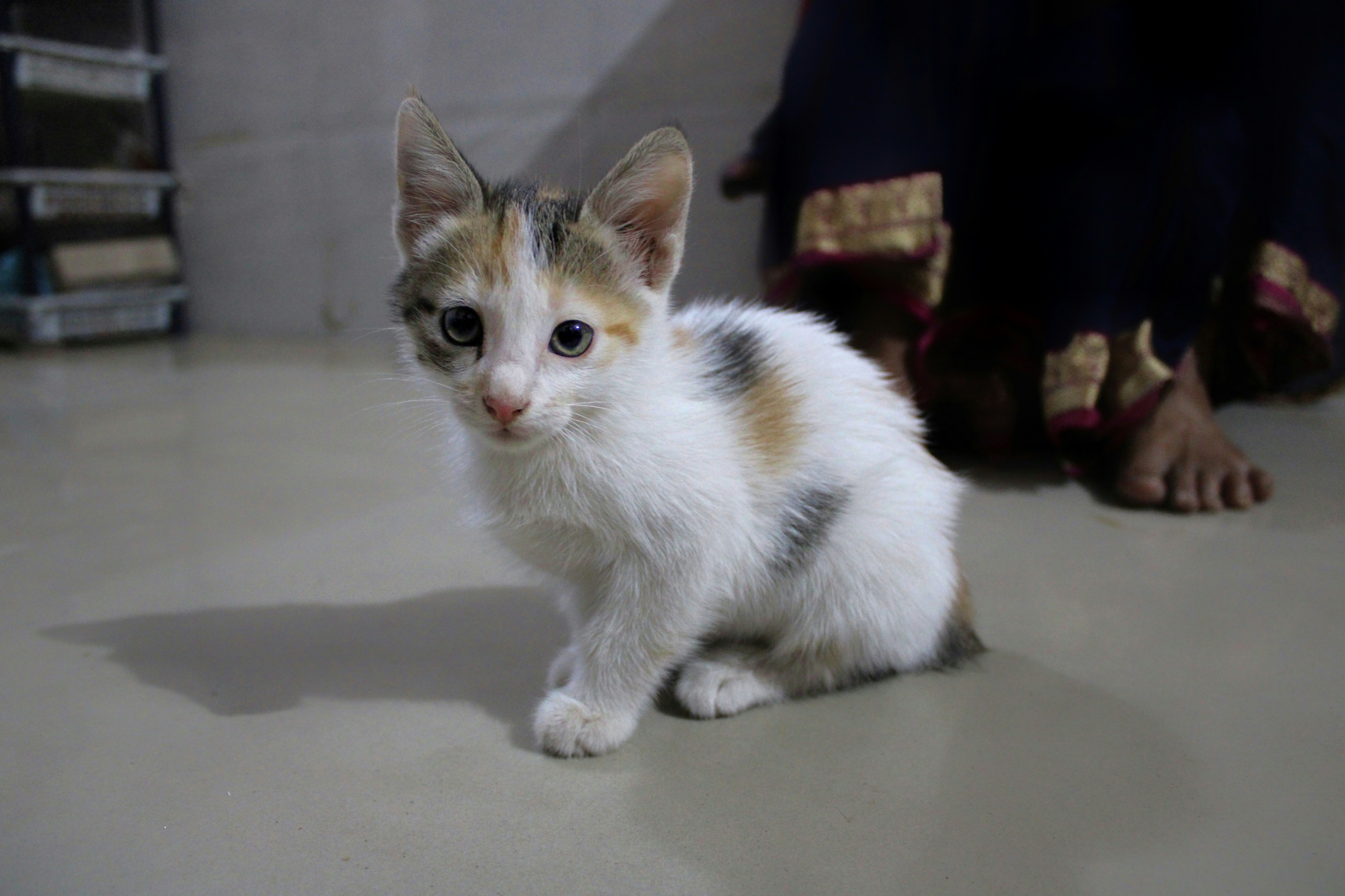 Cat photography in my DSLR camera.
