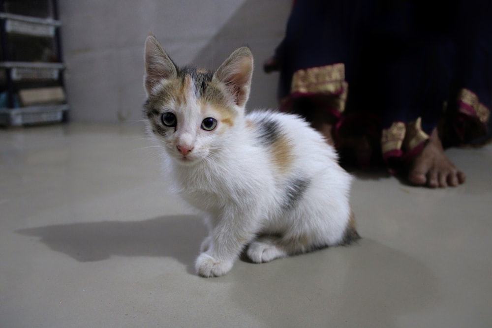 a kitten sitting on the floor