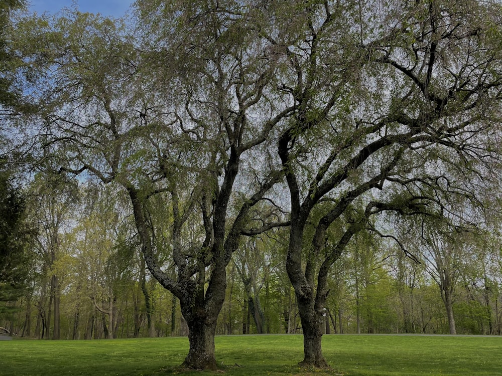 a group of trees in a field