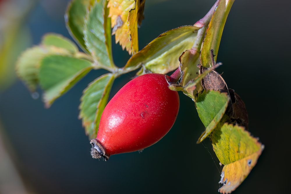 a red fruit on a tree