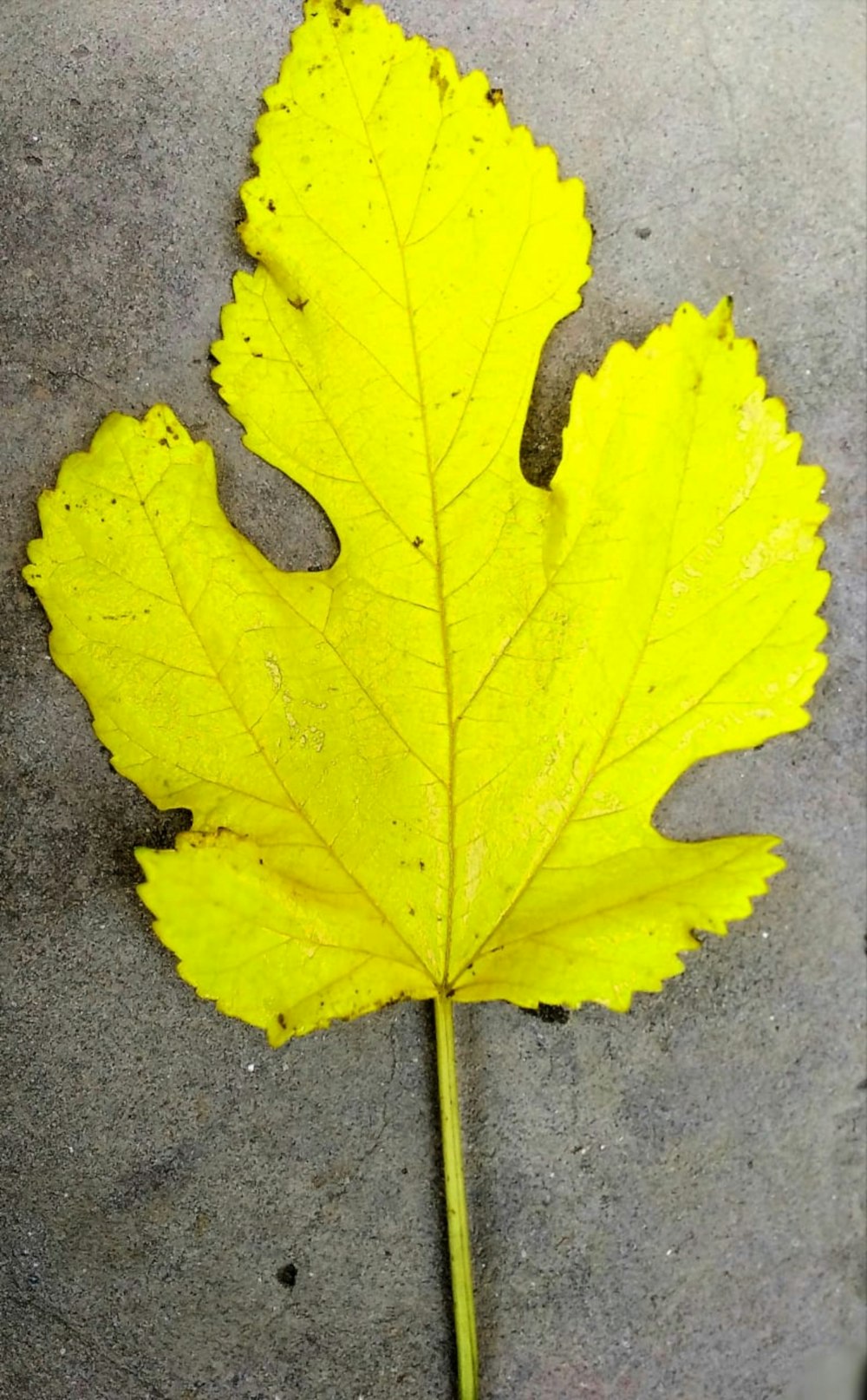 a yellow leaf on a grey surface