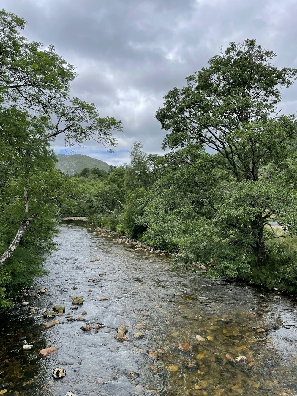 a river with trees on the side