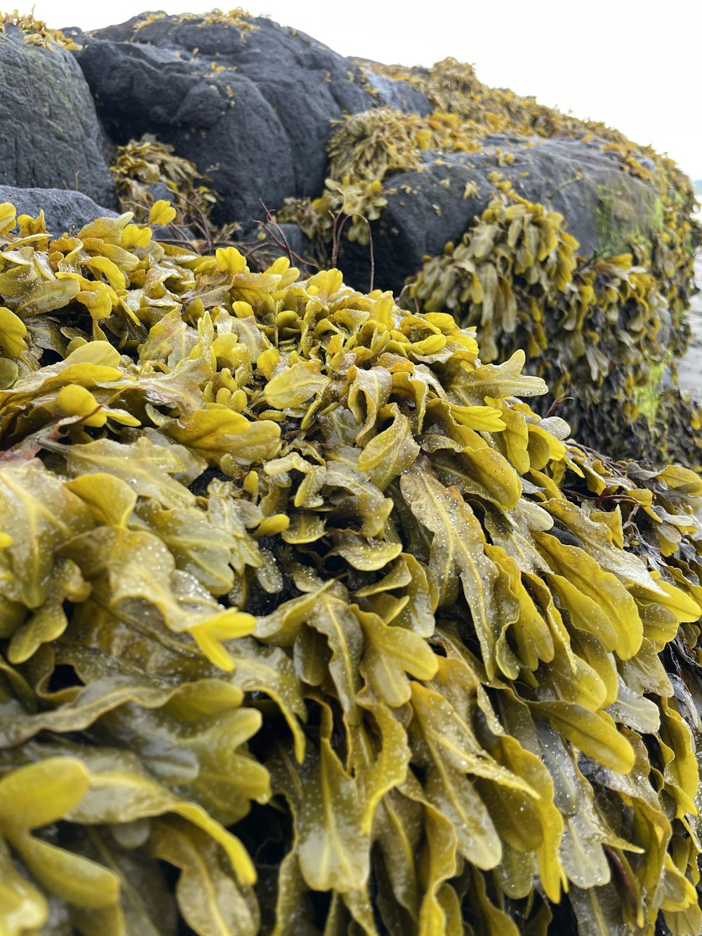 a close-up of some plants