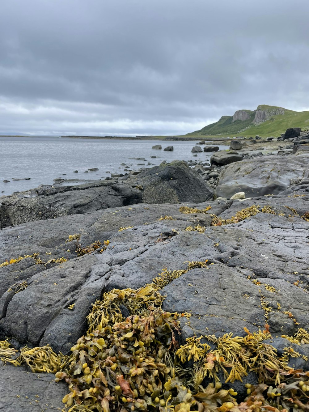 a rocky beach with yellow flowers