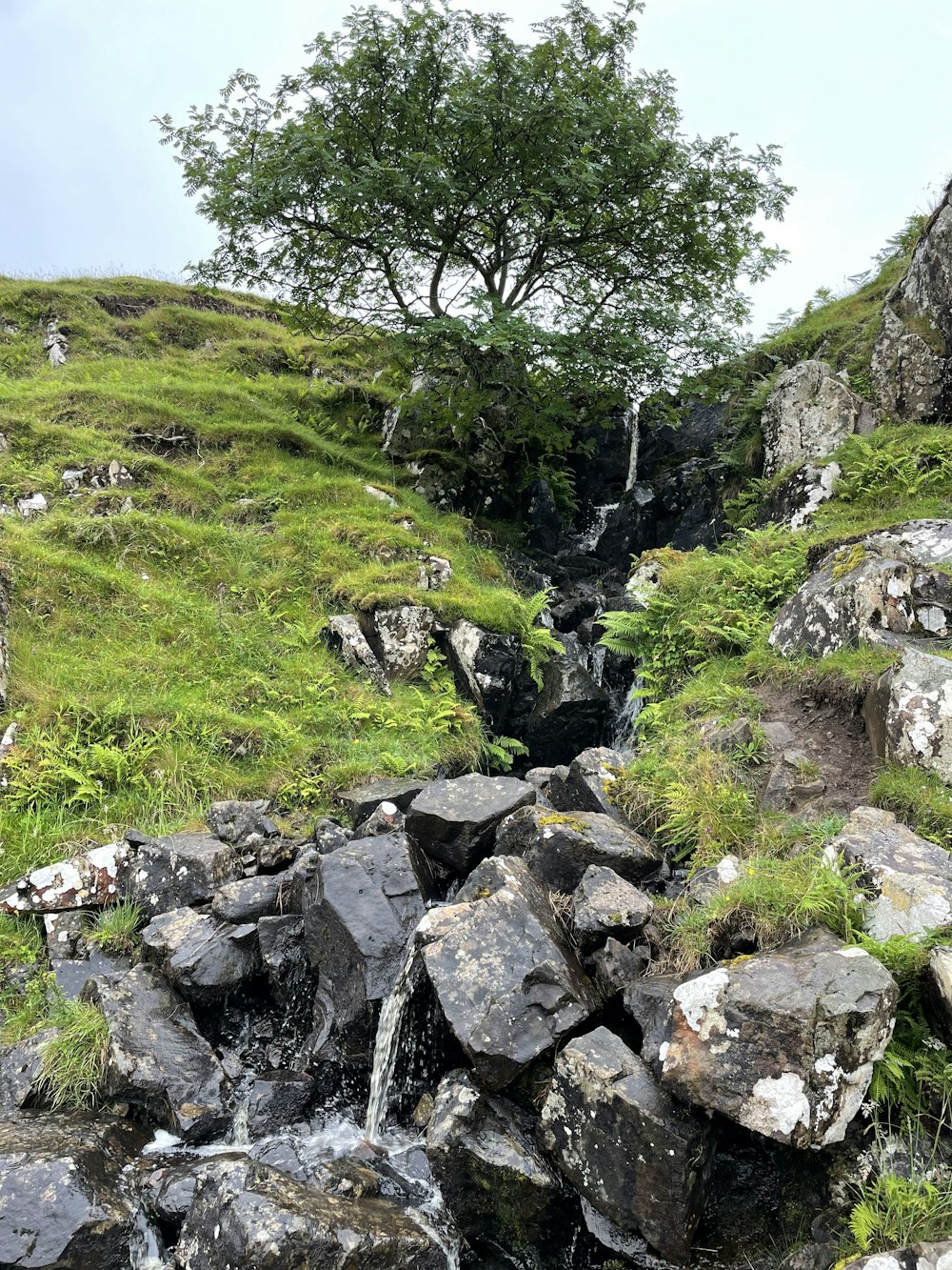 a tree on a rocky hillside