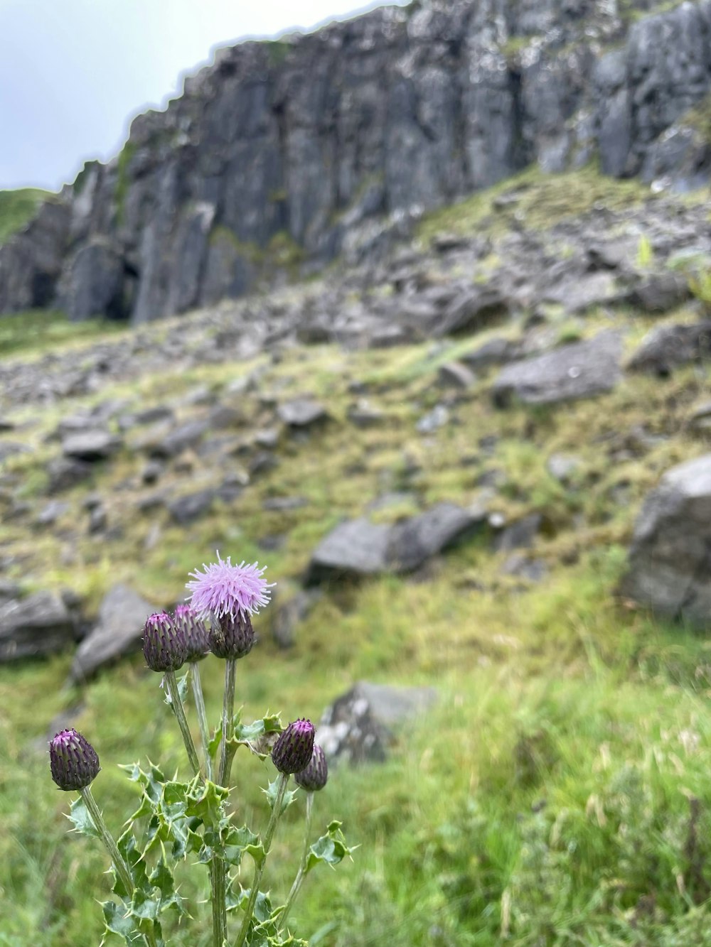 a flower in a field