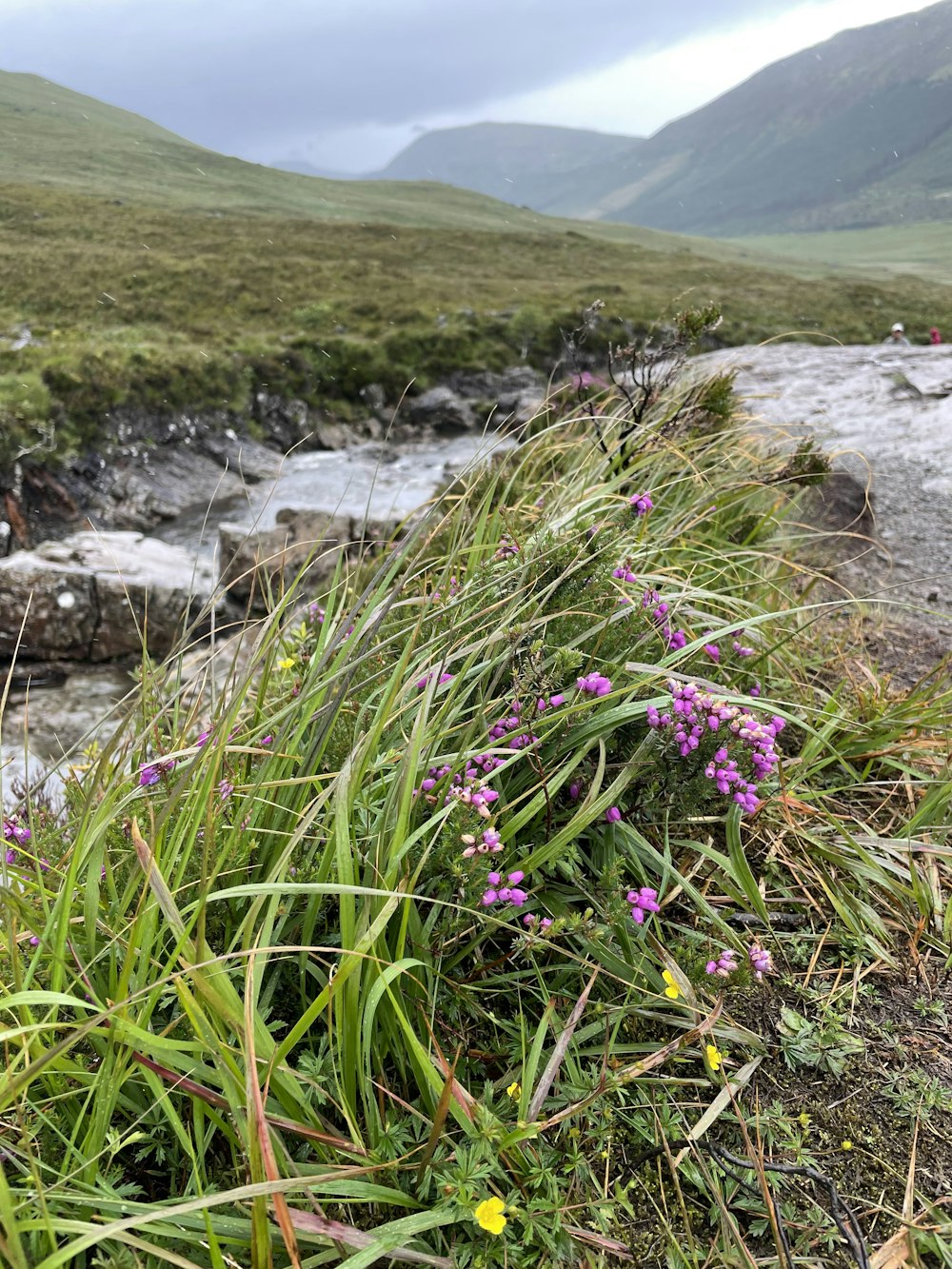 a stream with flowers and grass