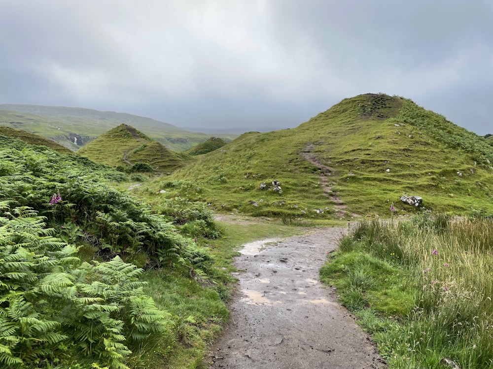 un chemin de terre dans une zone herbeuse