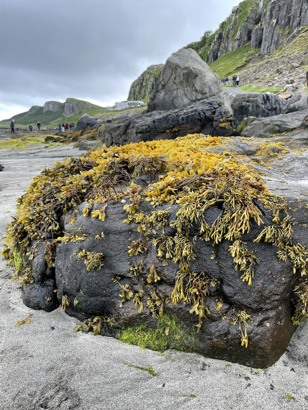 a rocky area with yellow flowers