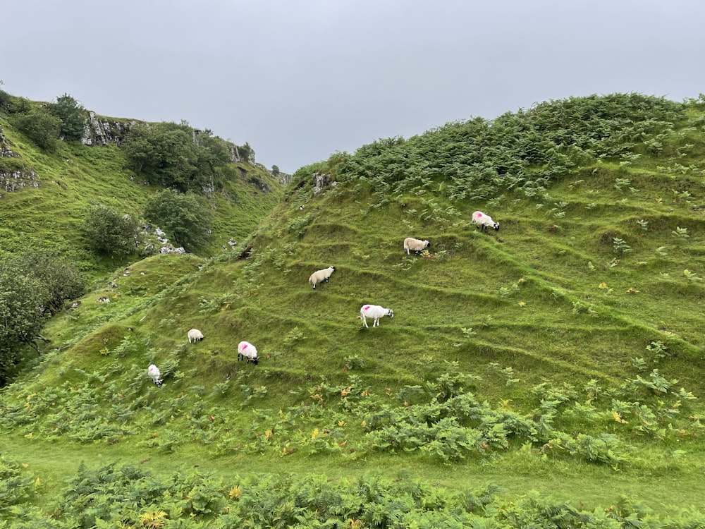 Un gruppo di pecore al pascolo su una collina