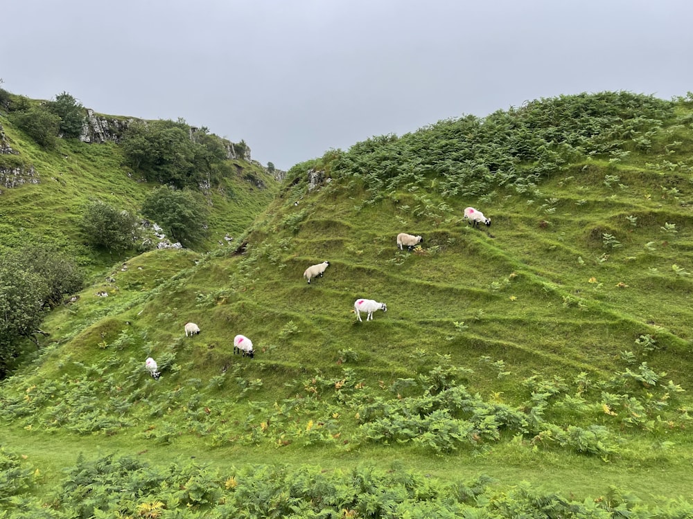 a group of sheep grazing on a hill