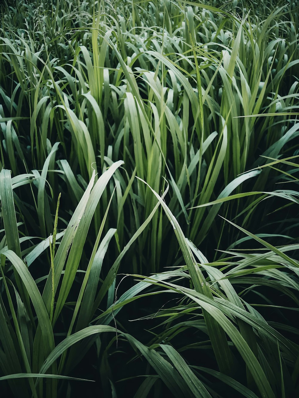 a close-up of some grass