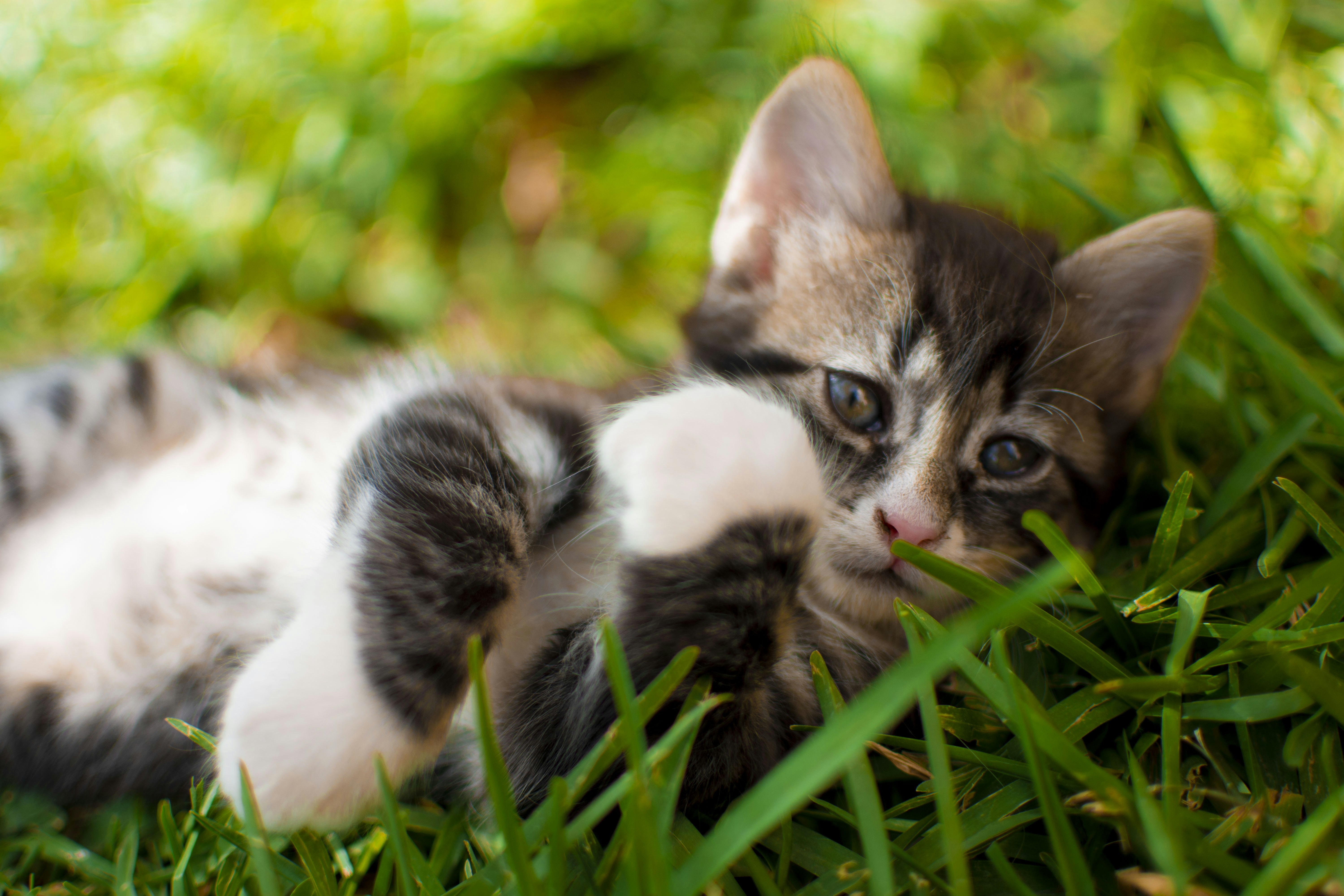 a kitten and a kitten in grass