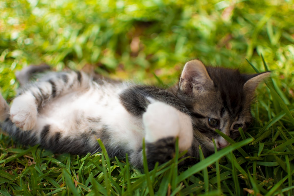 a cat lying on its back in the grass