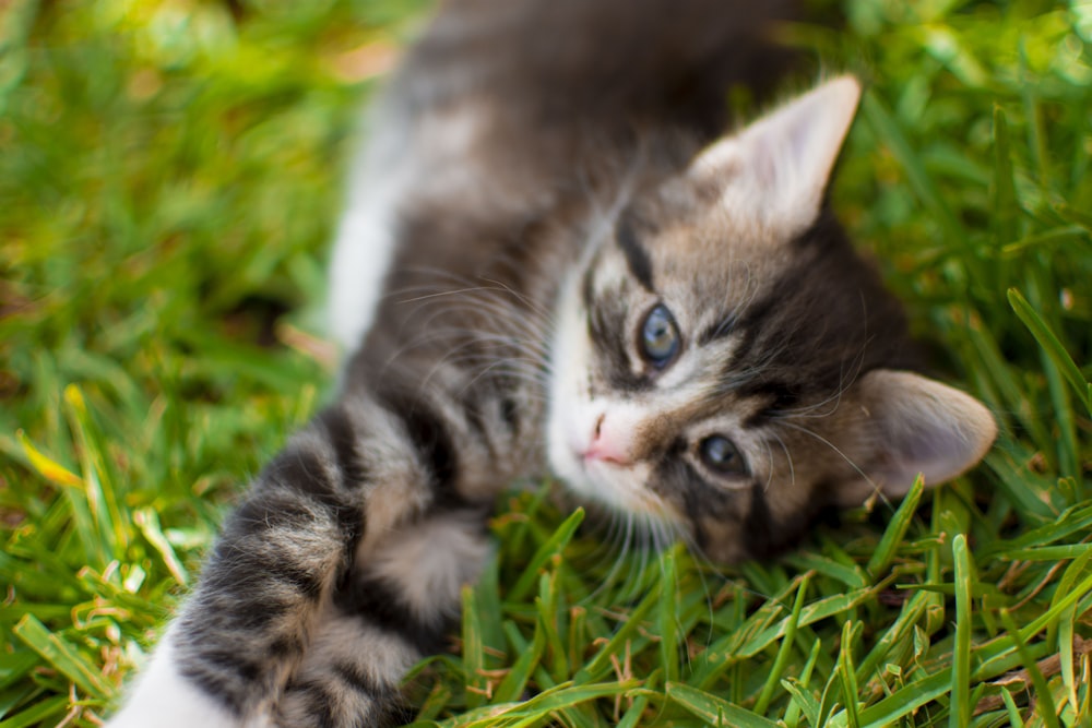 a kitten lying in the grass