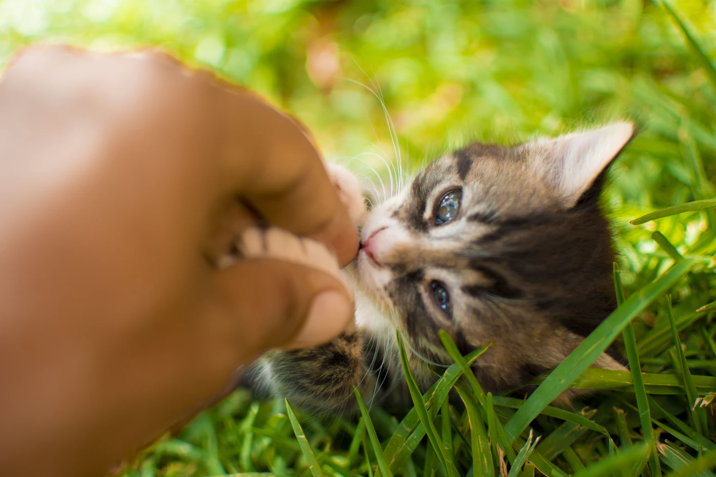 A new cat owner gently holding a kitten in their hands