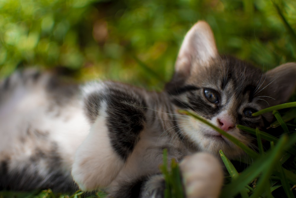 a couple of kittens in the grass
