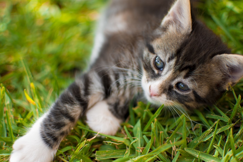 a kitten in the grass