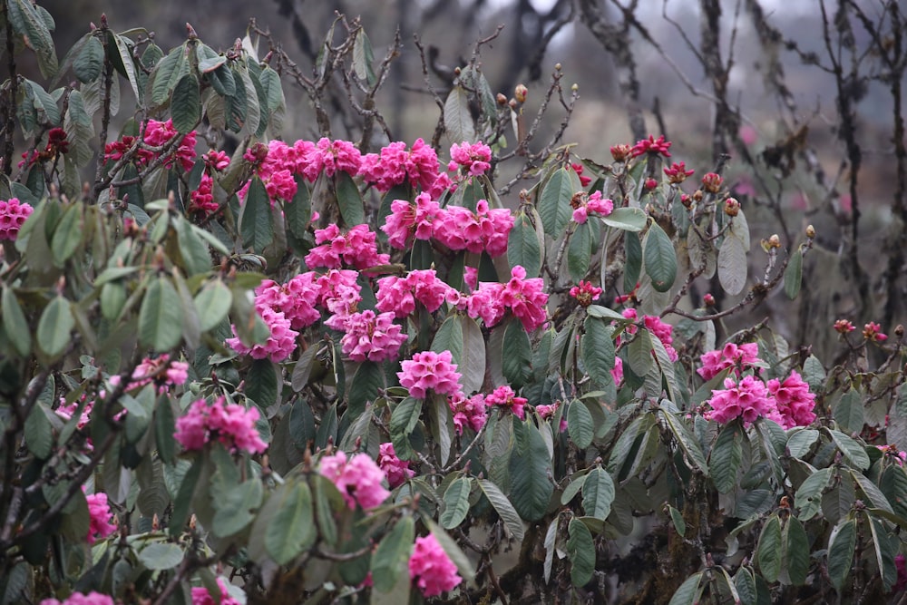 a bush with pink flowers
