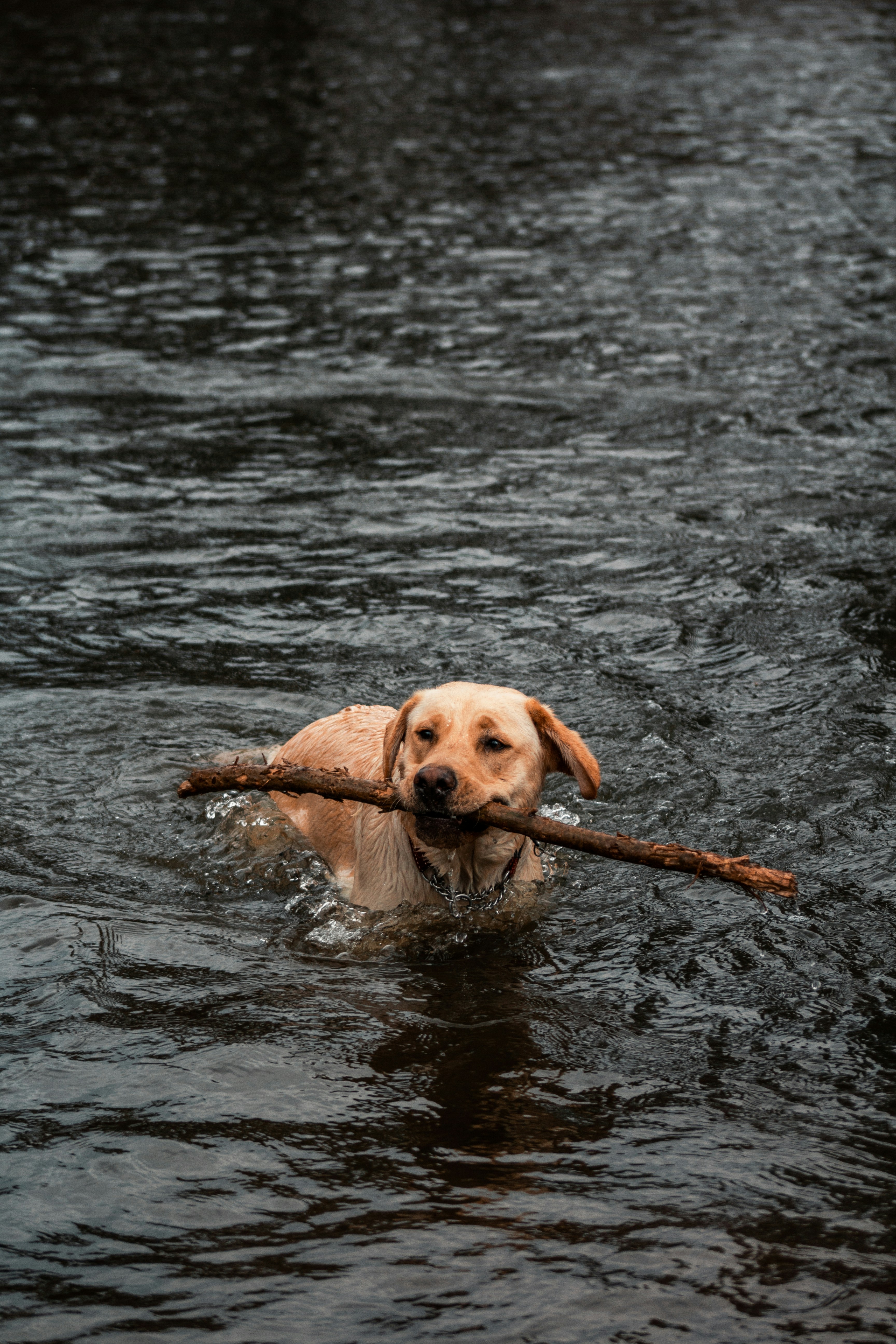 Photo by porkstew166