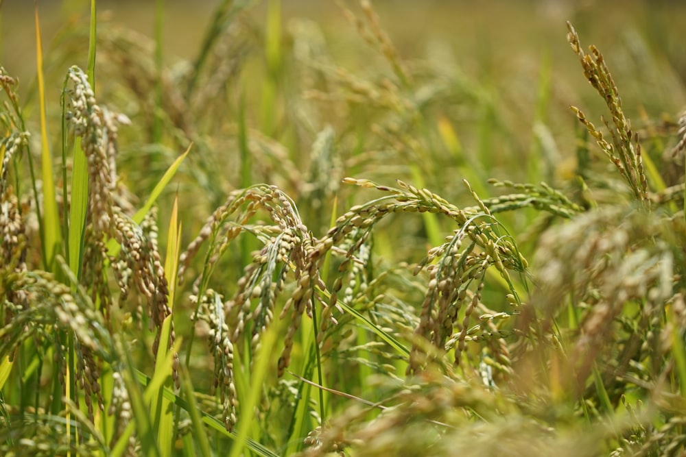 close up of grass