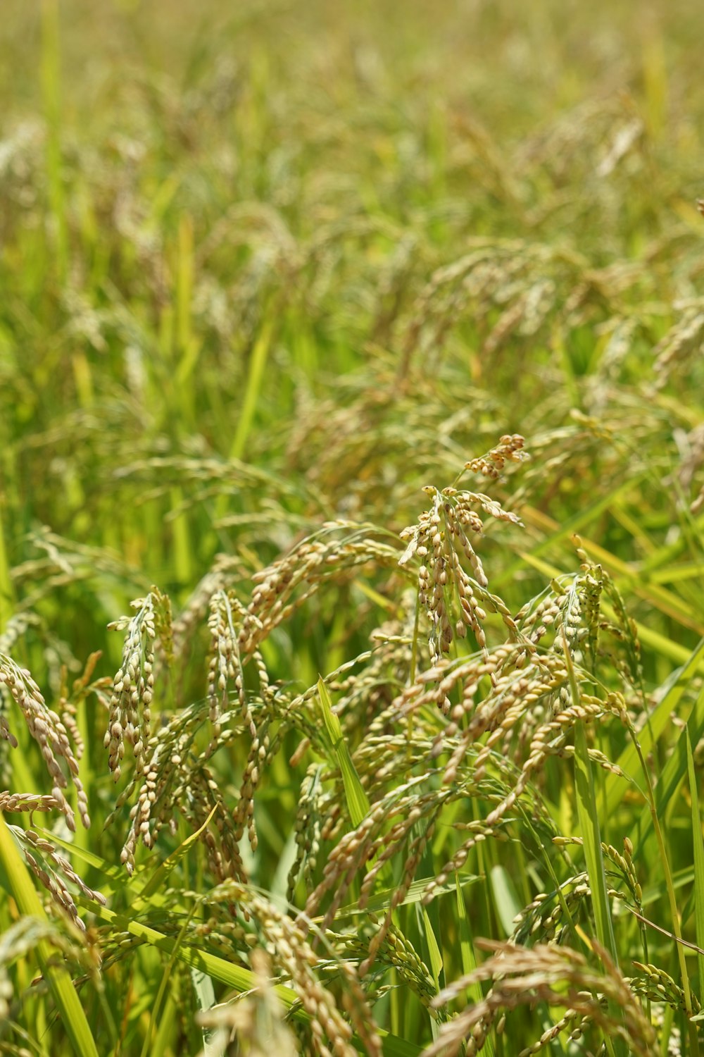 close up of grass