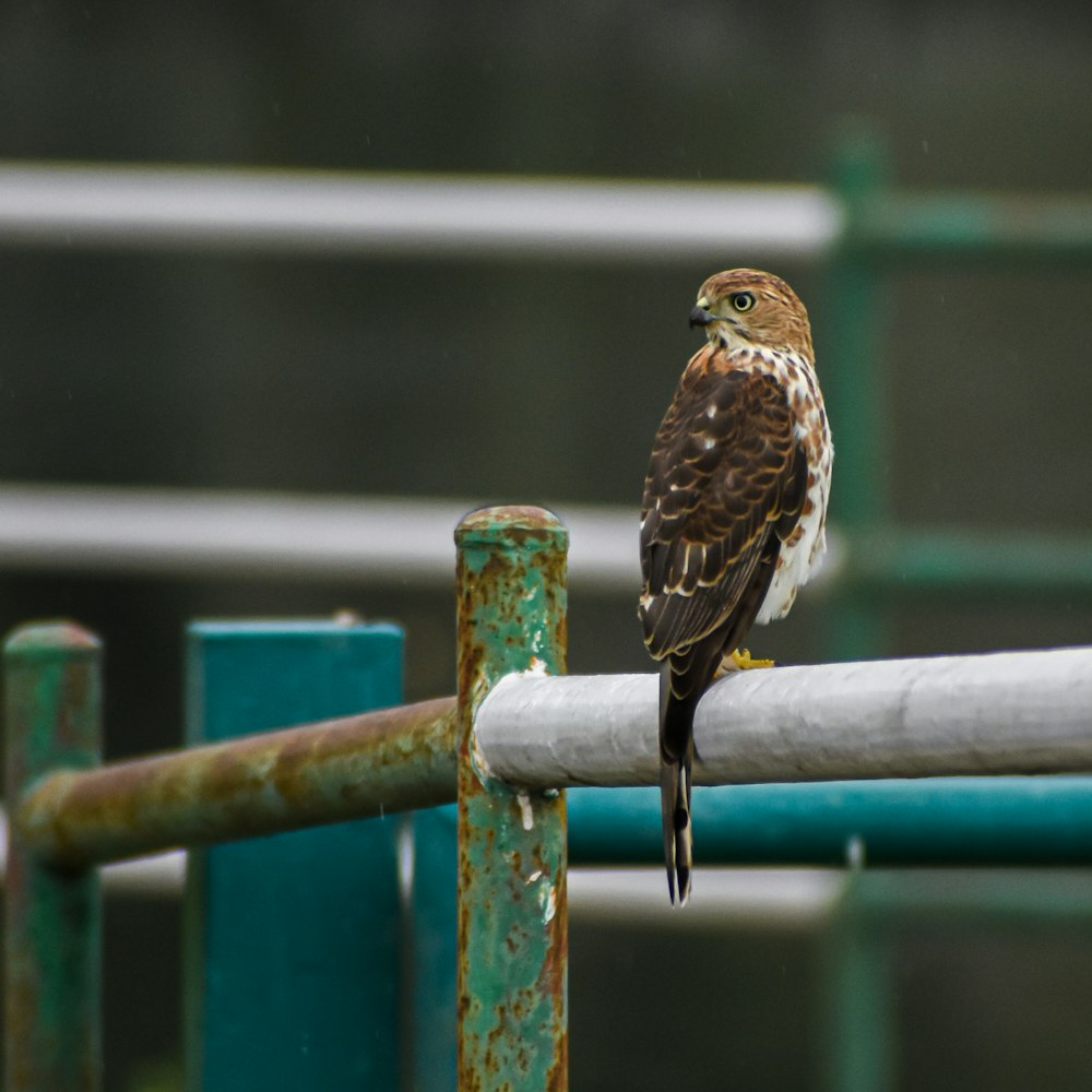 a bird perched on a fence