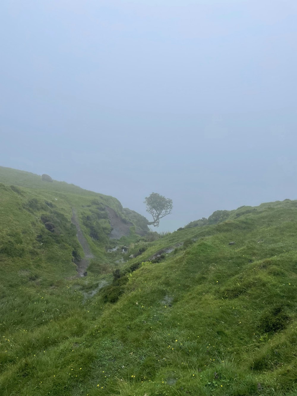 a tree on a hill