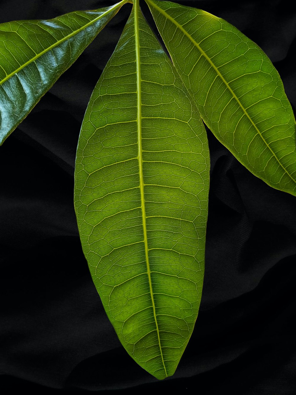 a close-up of a leaf