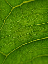a close up of a leaf