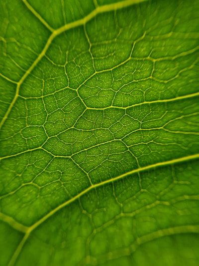 a close up of a leaf