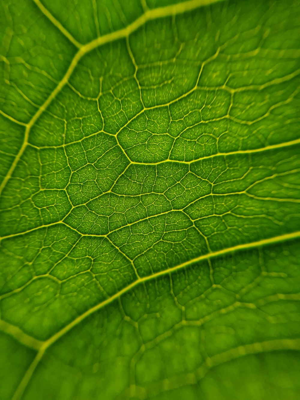 a close up of a leaf