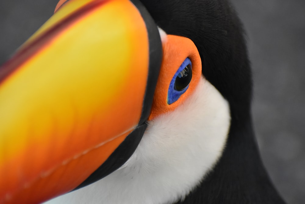 a close up of a bird