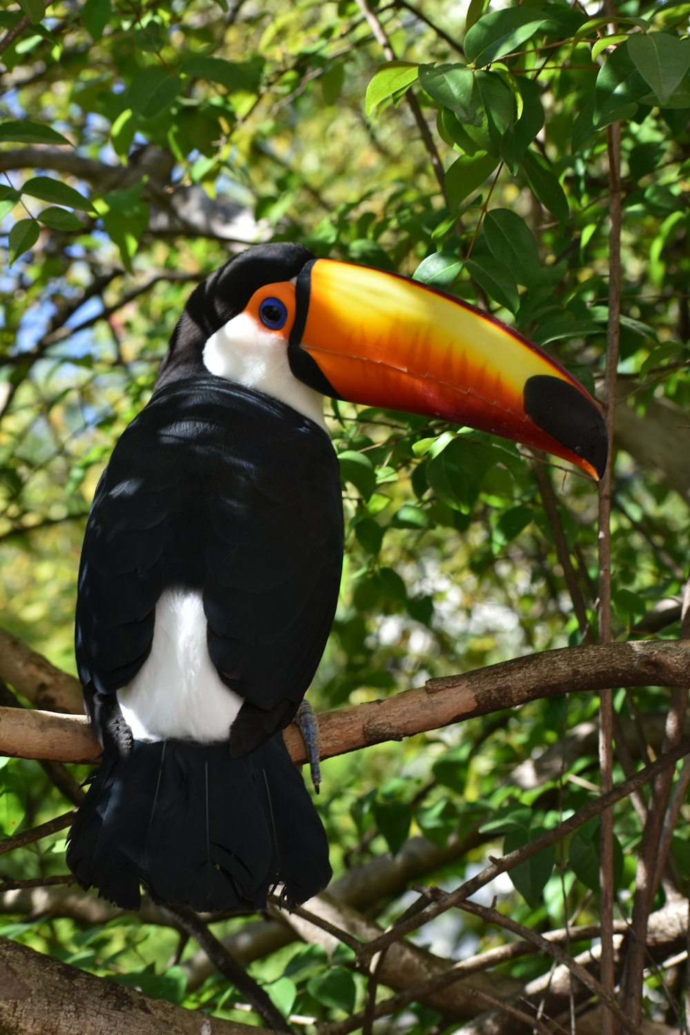 a bird with a colorful beak