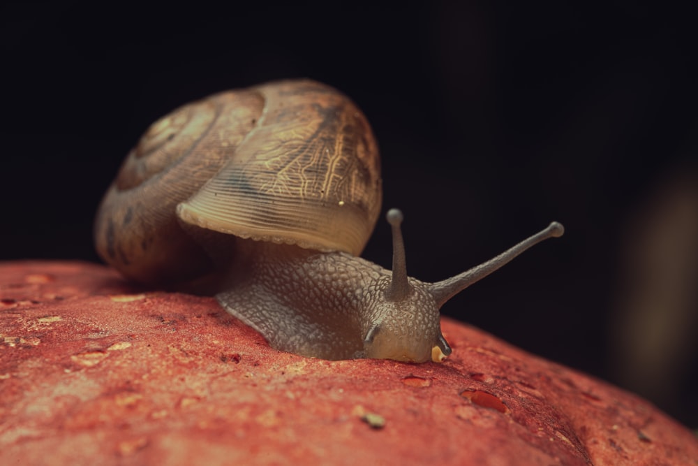 a snail on a red surface