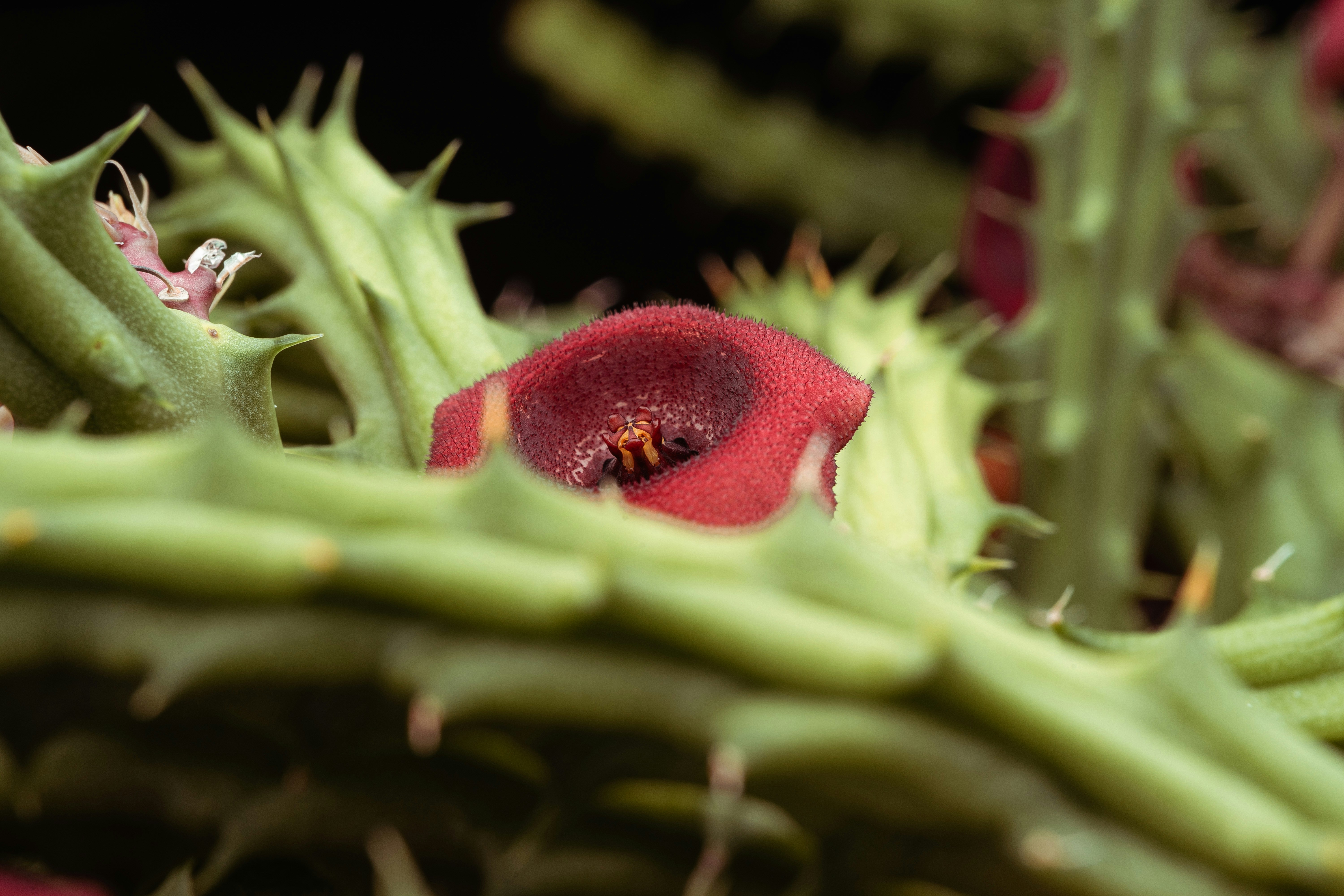 una flor roja con hojas verdes