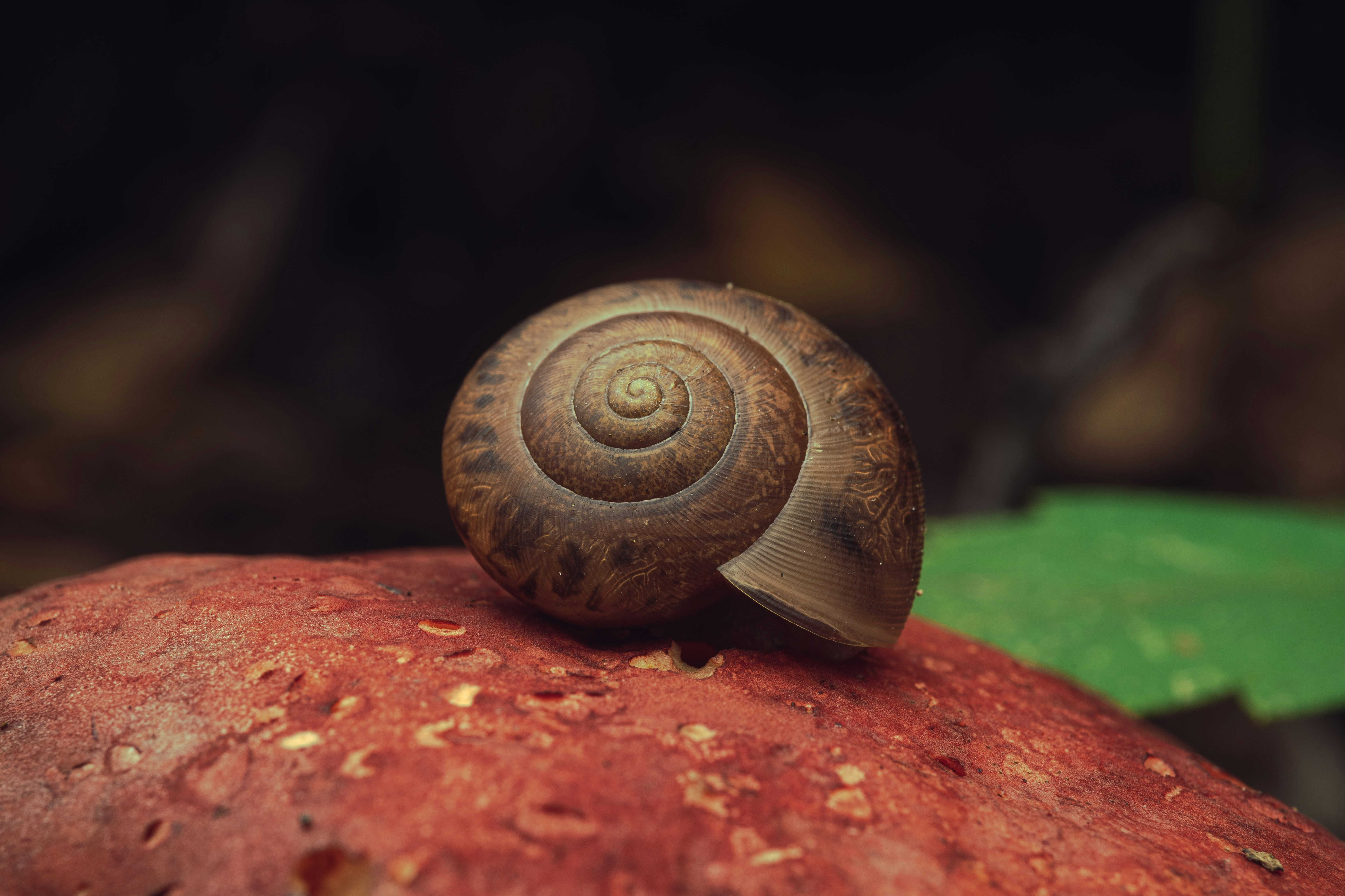 un caracol sobre una superficie de madera