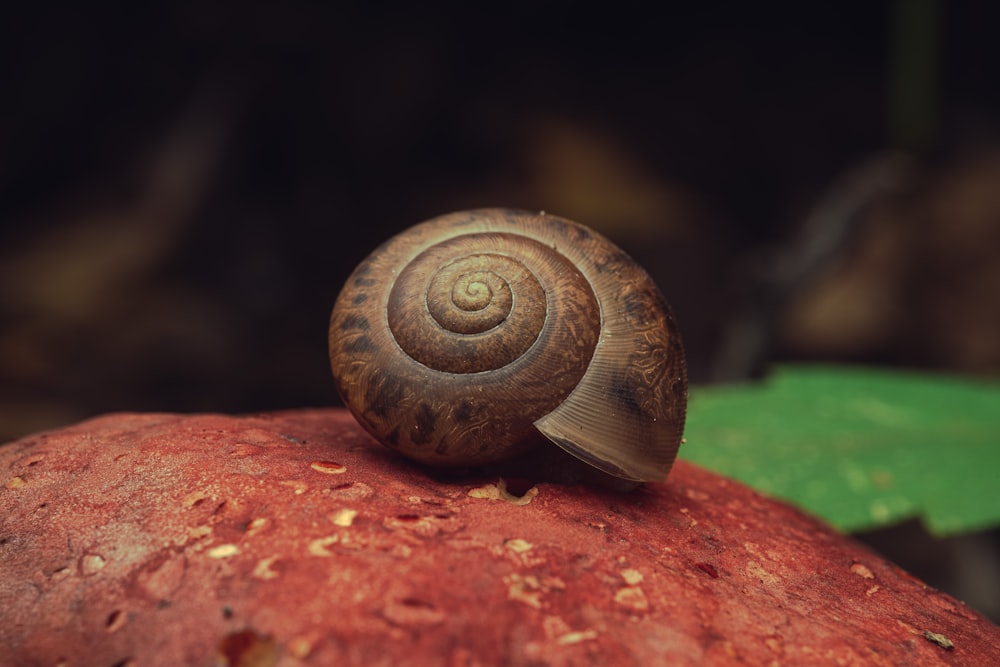 a snail on a wood surface