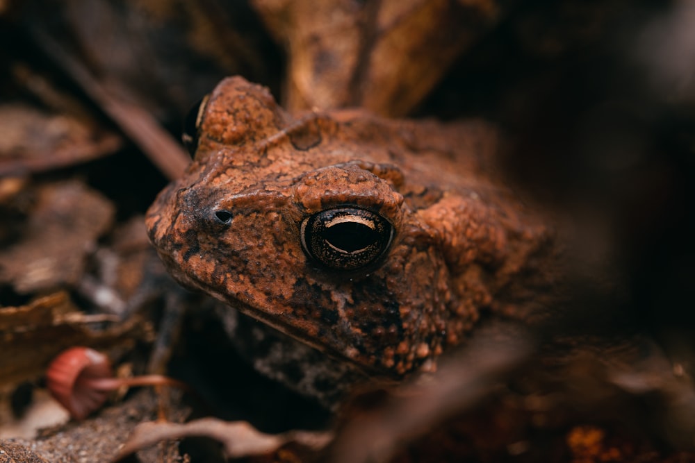 a frog with a large eye
