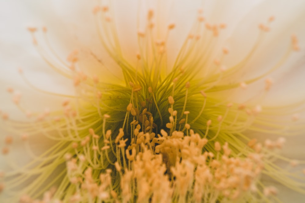 a close up of a plant