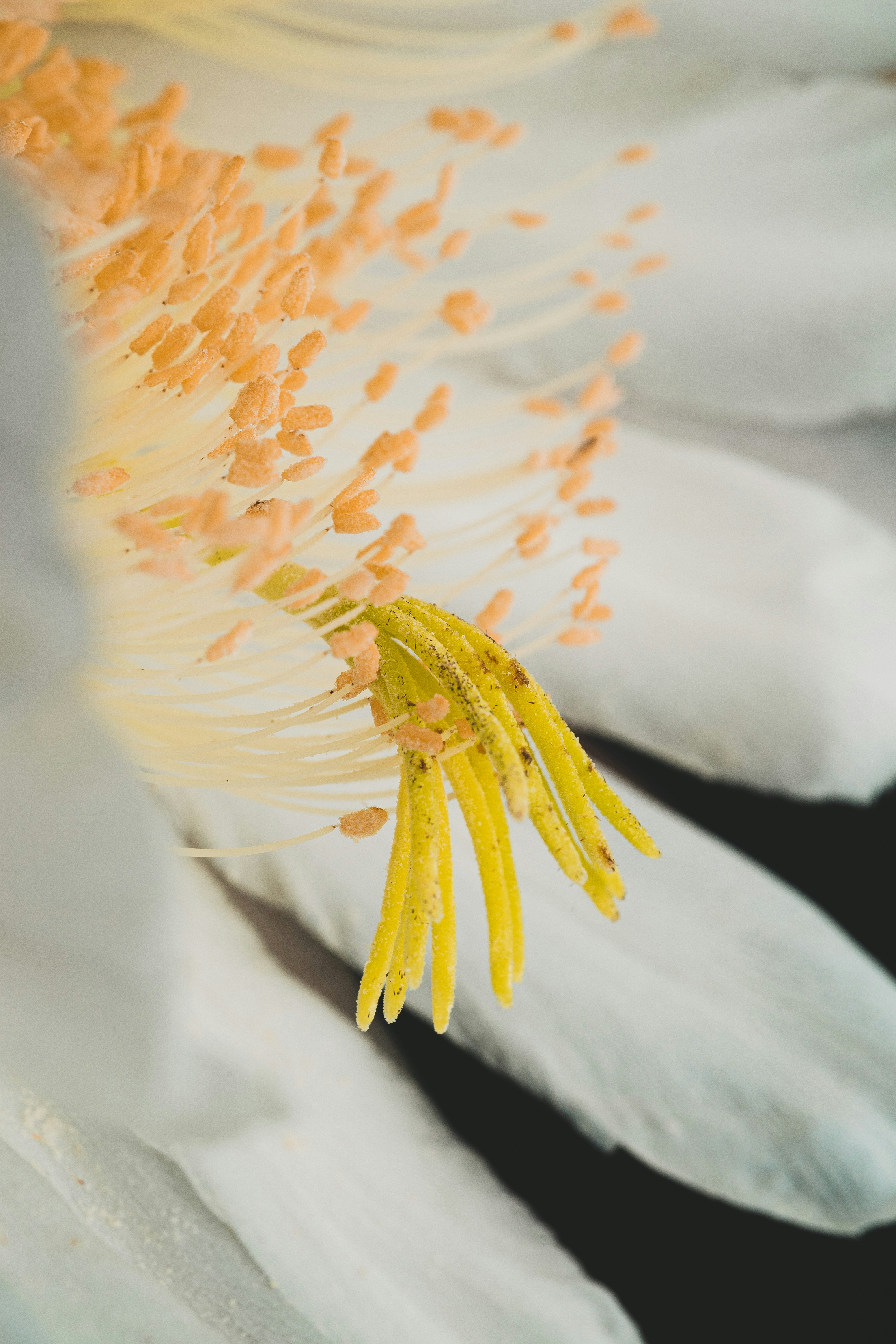 Un primer plano de una flor