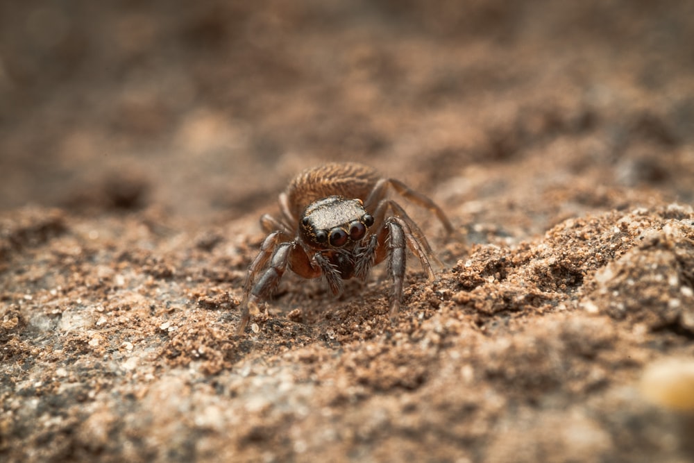 a close up of an animal