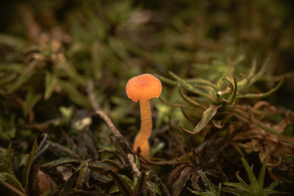 ein Pilz, der im Boden wächst