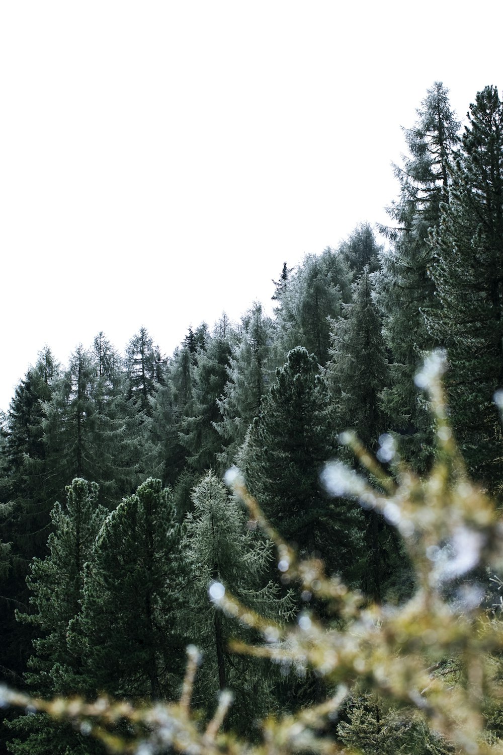 Un arbre dans une forêt