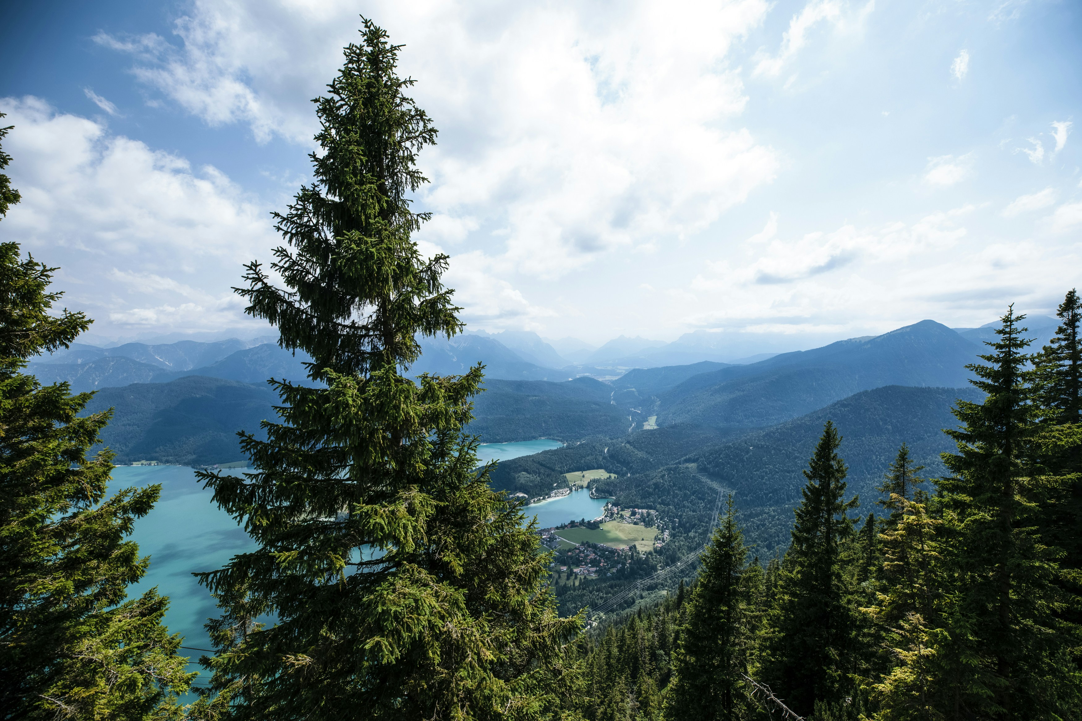 a tree with a mountain in the background, Walchensee is one of the deepest (190 m) and at the same time one of the largest (16.40 km²) alpine lakes in Germany.