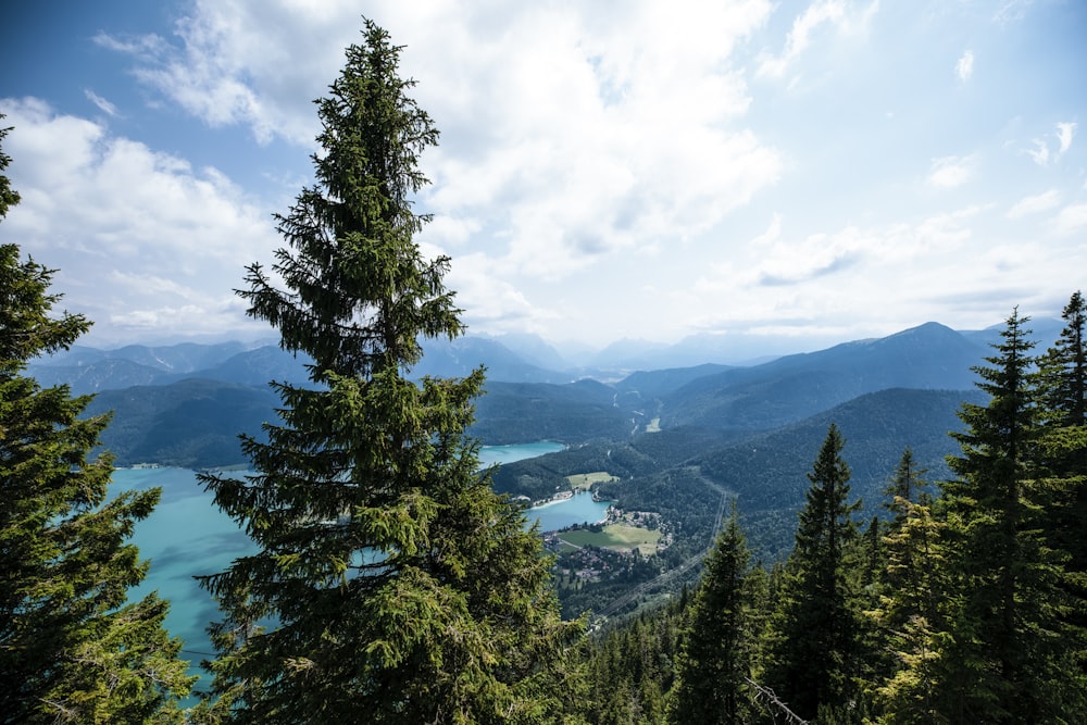 a tree with a mountain in the background